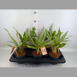 Aglaonema  'White Lance'