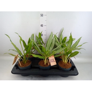 Aglaonema  'White Lance'