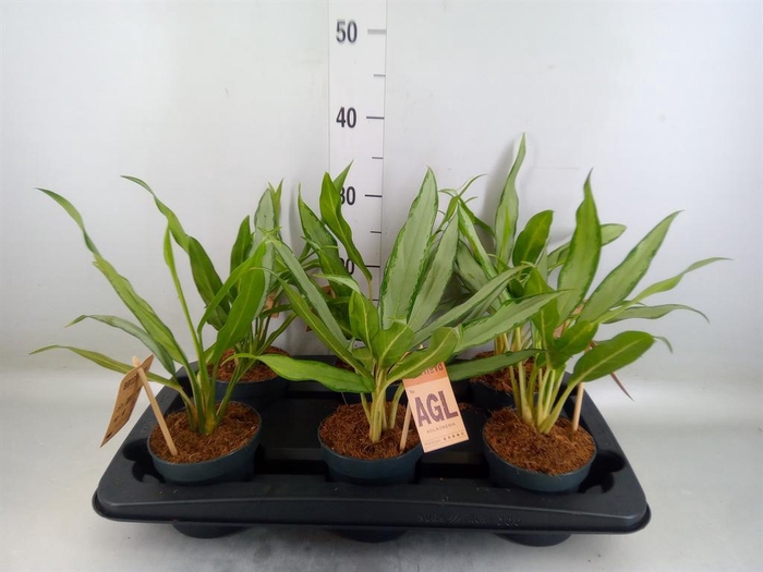 <h4>Aglaonema  'White Lance'</h4>