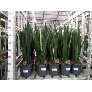 Sansevieria   ...