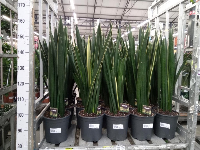 <h4>Sansevieria ...</h4>