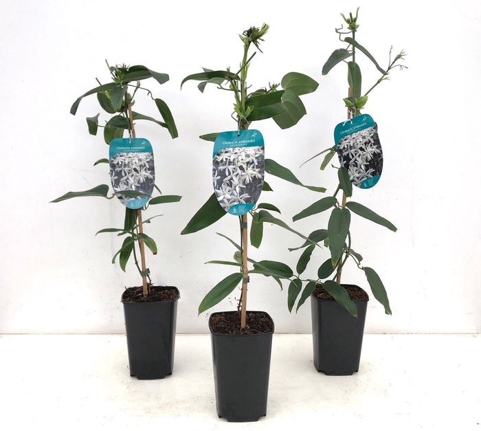 <h4>Clematis armandii 'Snowdrift' 50-60 P14/C2</h4>