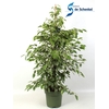 Ficus Golden King
