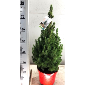 PICEA GL CONICA