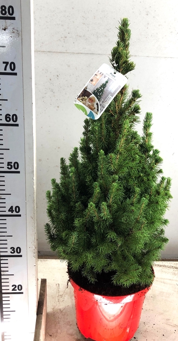 PICEA GL CONICA