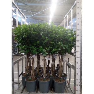 Ficus microcarpa 'Moclame'
