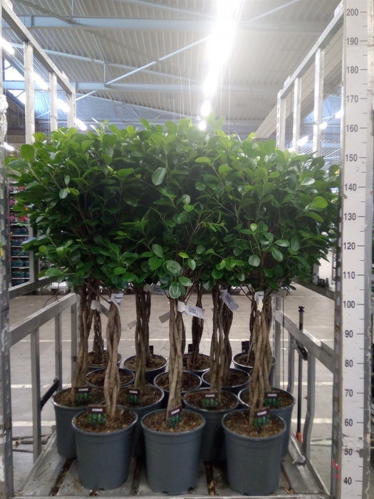 <h4>Ficus microcarpa 'Moclame'</h4>