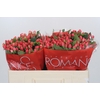 Hypericum Sweet Romance