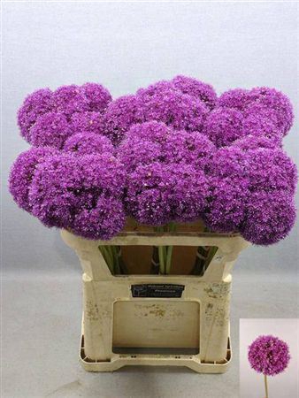 <h4>Allium Giganteum</h4>