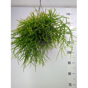 Rhipsalis pulchra