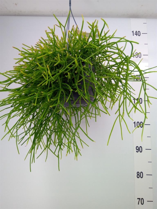 <h4>Rhipsalis pulchra</h4>