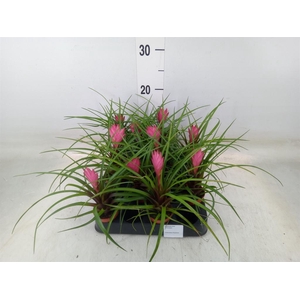 Tillandsia cyanea