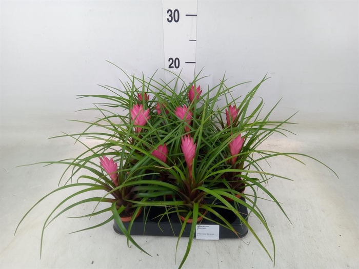 <h4>Tillandsia cyanea</h4>