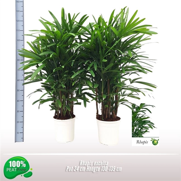 <h4>Rhapis excelsa</h4>