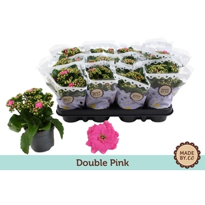 Kalanchoë Double Pink