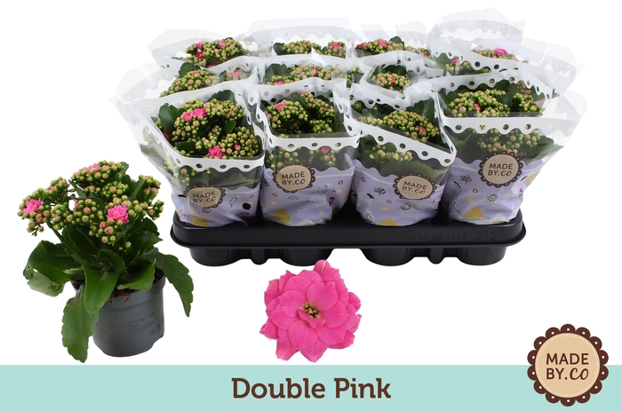 <h4>Kalanchoë Double Pink</h4>