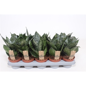 Sansevieria Hahnii