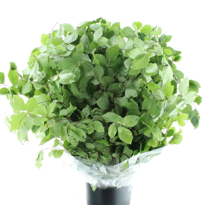 <h4>Beech Natural Gr 300</h4>