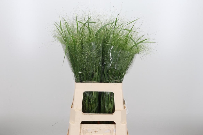 <h4>Panicum Fountain</h4>