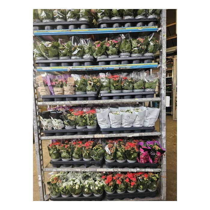 <h4>Kal Ge Mixk</h4>