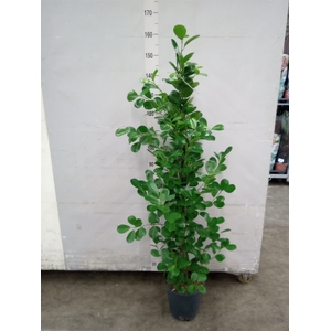 Ficus microcarpa 'Moclame'