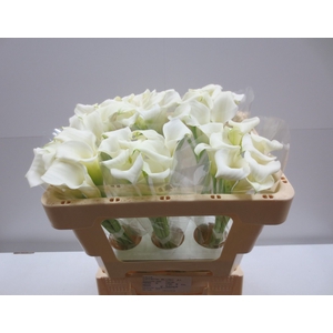 Calla Crystal Blush Kerkvliet