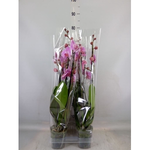 Phalaenopsis  'Elion'
