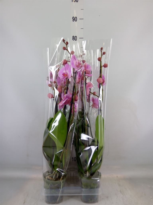 <h4>Phalaenopsis  'Elion'</h4>