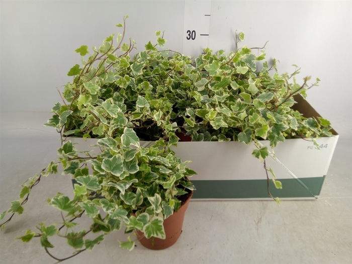 <h4>Hedera helix 'White Wonder'</h4>