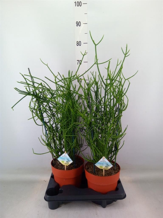 <h4>Euphorbia tirucalli</h4>