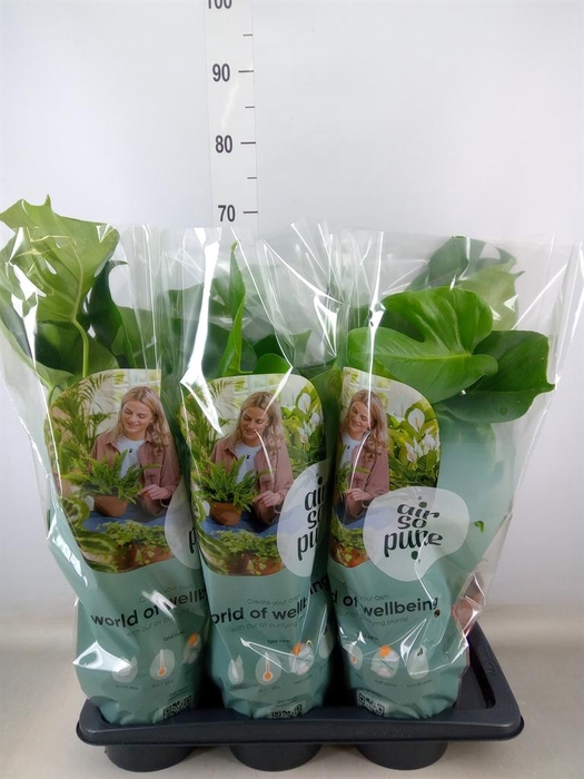 <h4>Monstera delic.</h4>