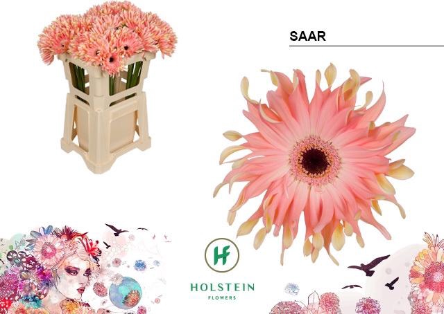 <h4>GE KV GERPASTA SAAR</h4>