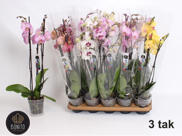 <h4>PHAL GEM 7 KL</h4>