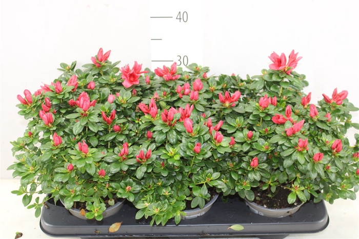 <h4>Rhododendron Si Rood A2</h4>