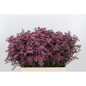 Lim Piuma Pink Touch