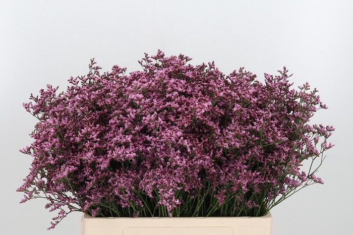 <h4>Lim Piuma Pink Touch</h4>