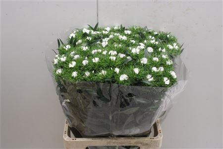 <h4>Di Barb Aldo White</h4>