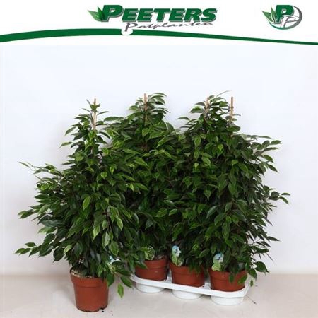 <h4>Ficus benjamina 'Anastasia'</h4>
