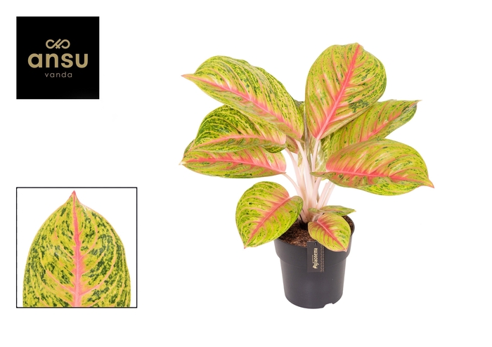 <h4>Aglaonema Grand Blossom</h4>