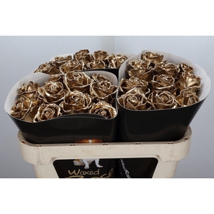 Wax-Rozen Wax Goud w23