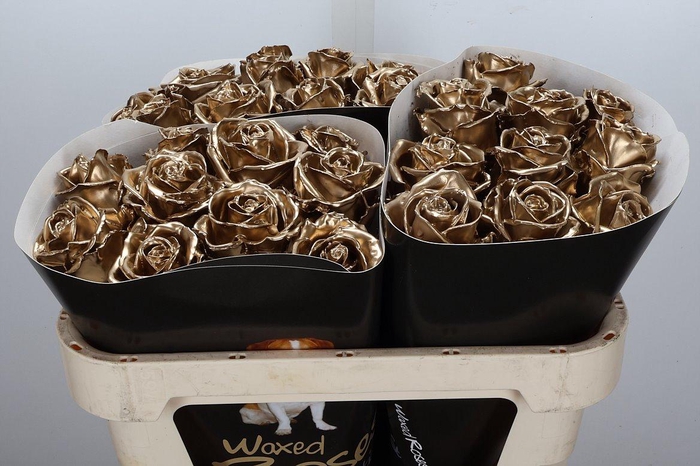 <h4>Wax-Rozen Wax Goud w23</h4>