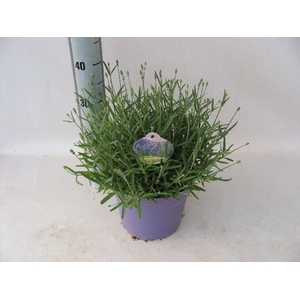 Lavandula Overig