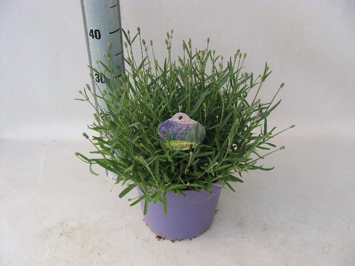 <h4>Lavandula Overig</h4>