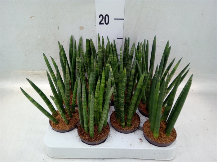 <h4>Sansevieria cyl.  ...</h4>