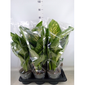 Dieffenbachia seg. 'Reeva'