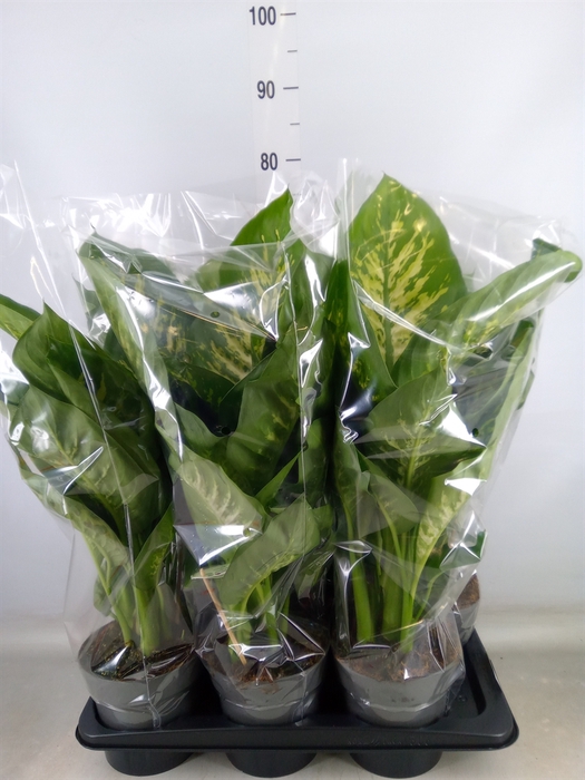 <h4>Dieffenbachia seg. 'Reeva'</h4>