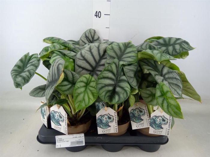 <h4>Alocasia   ...</h4>