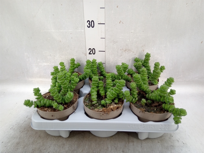 Crassula marnieriana