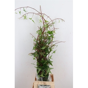 Hedera Sprig Green