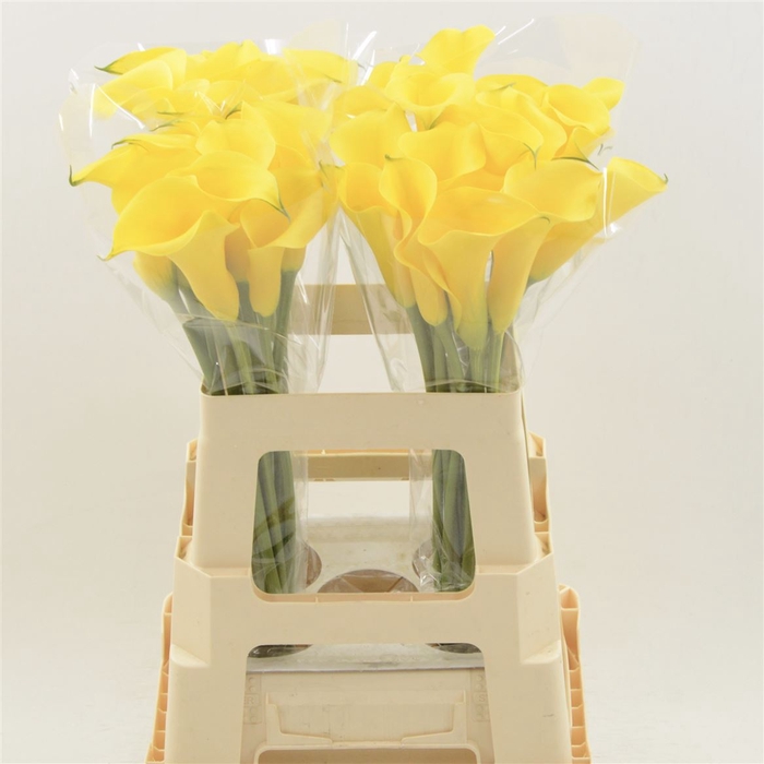 <h4>Calla Gold Medal</h4>